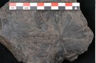 Foto (Detailansicht) von Plantae indet.  (NHMW-GEO-2024-0188-11566)